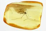 Detailed Fossil Crane Fly (Limoniidae) In Baltic Amber #321784-1